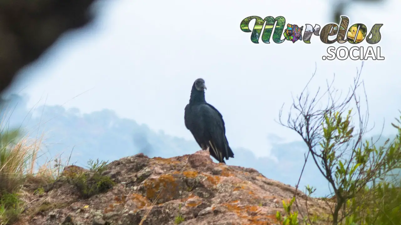 Zopilote comun visto en el Cerro de la Luz de Tepoztlán, Morelos, México